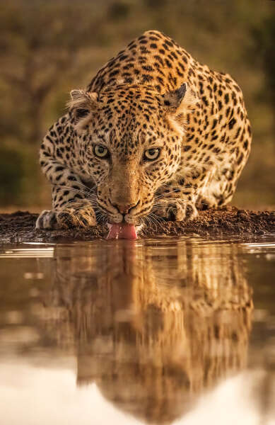 Drinking Leopard
