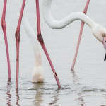 © Charlene Edwards - Greater Flamingos, Namibia