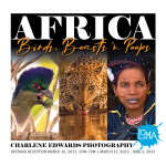 Charlene Edwards: Africa - Birds, Beasts 'n Peeps